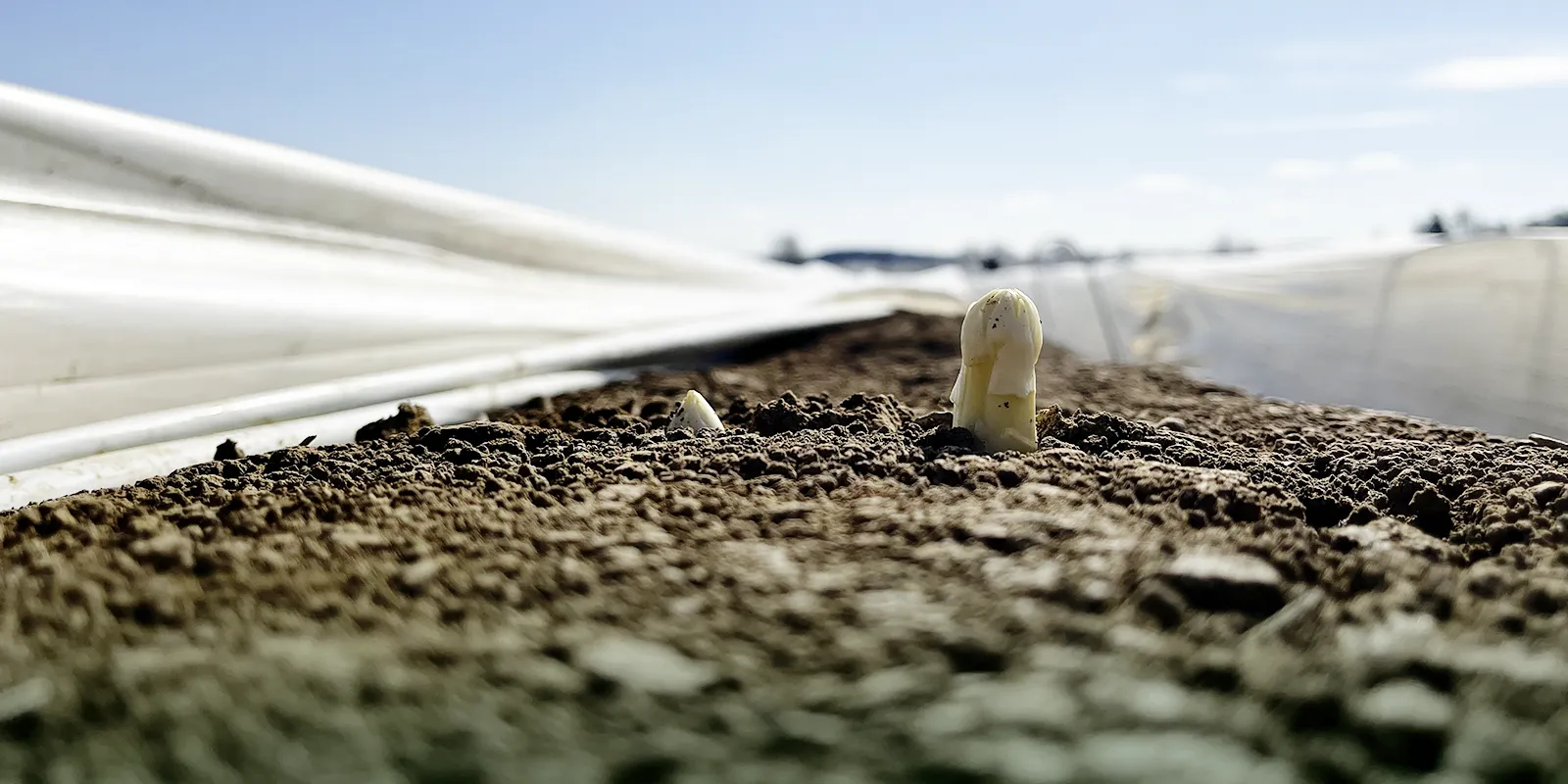 Frischer Spargel wächst auf dem Berghof Deizisau