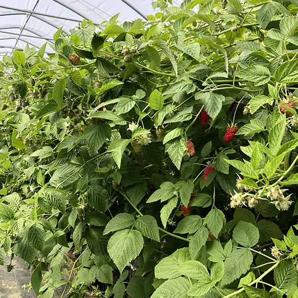 Himbeeren-vom-Berghof-Deizisau-Bio