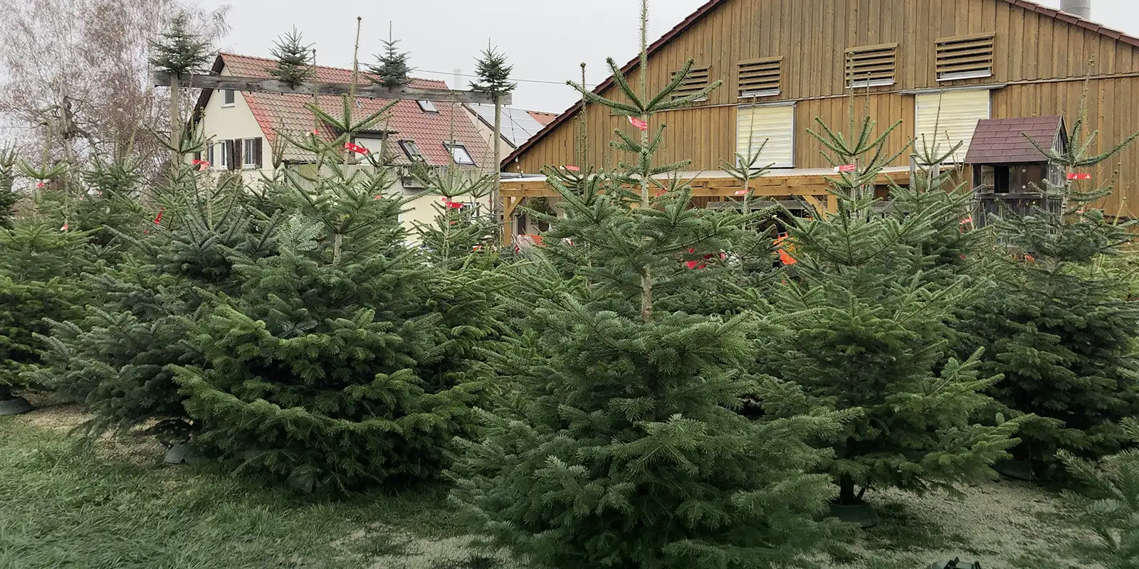 Regional produzierte Weihnachtsbäume vom Berghof Deizisau